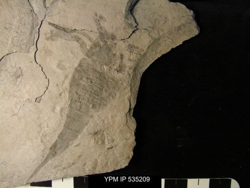 undet. Eurypterida