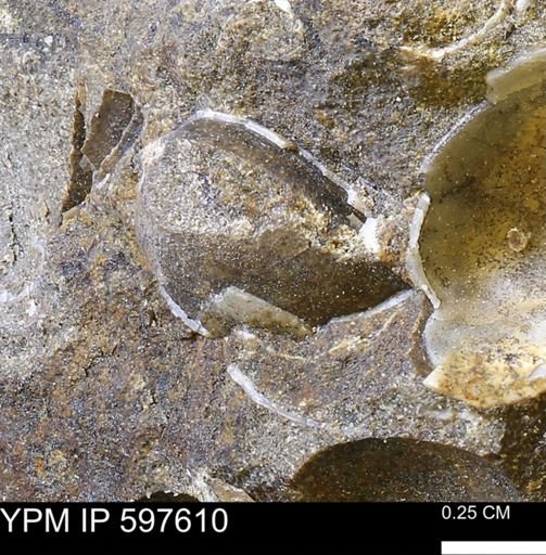 undet. Bivalvia