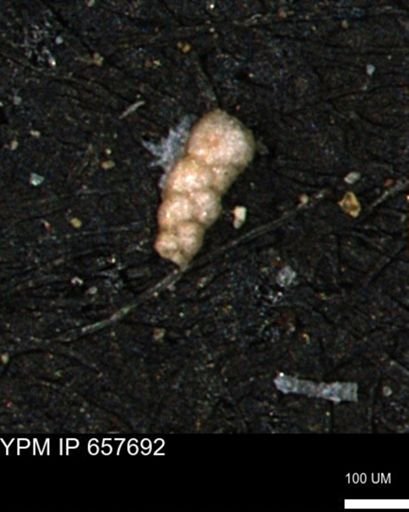 Verneuilinoides kansasensis