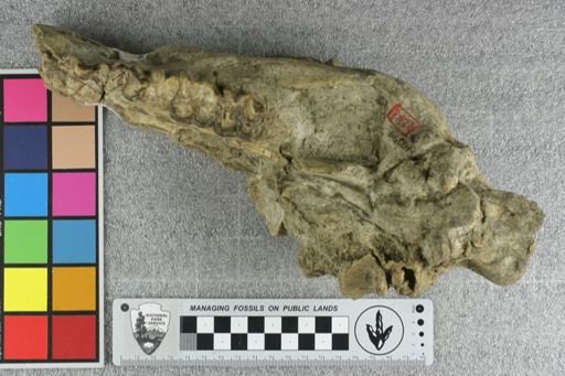 Elomeryx armatus