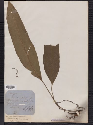 Asplenium