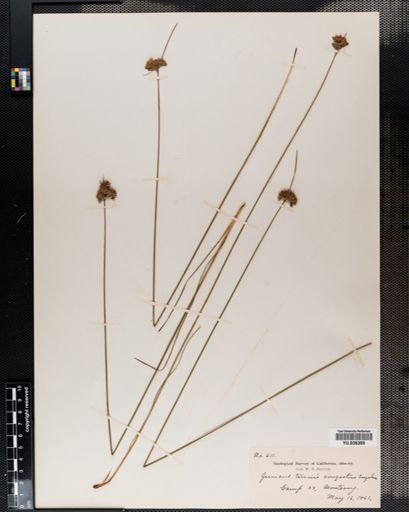 Juncus