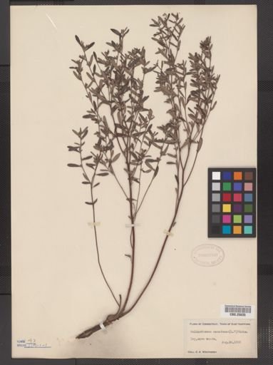 Helianthemum canadense