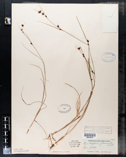 Rhynchospora glomerata