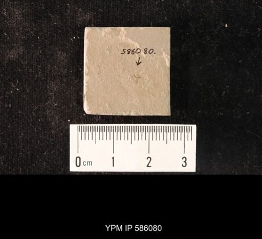 undet. Hymenoptera