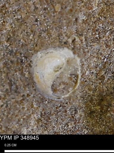 undet. Gastropoda