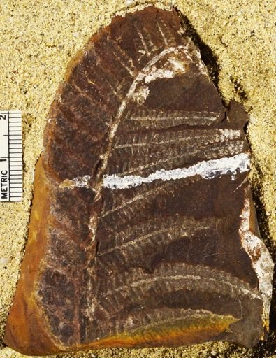 Pecopteris sp.