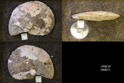 Sphenodiscus lenticularis