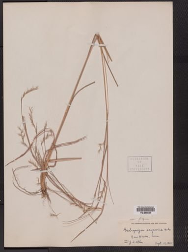 Andropogon scoparius