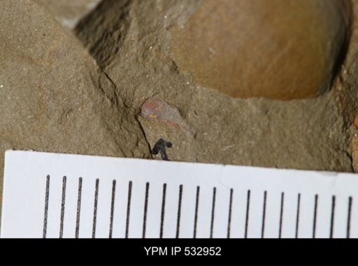 Marrellomorpha