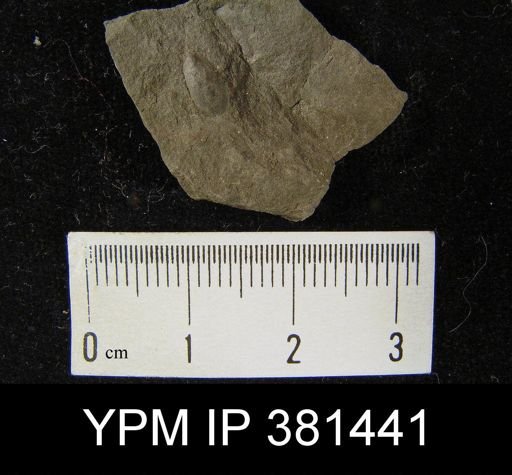 Lingula sp.