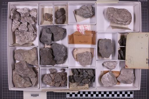 mixed taxa, stratigraphic collection