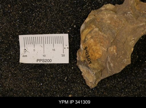 Inoceramus sp.