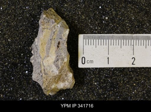 Scaphites sp.