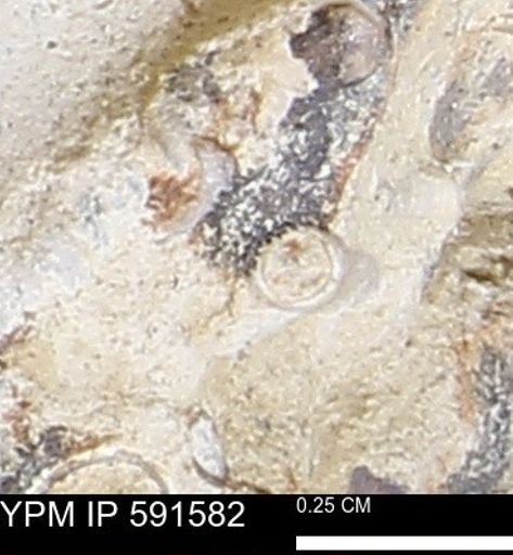 Serpulidae