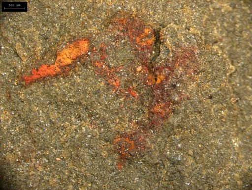 undet. Lobopodia