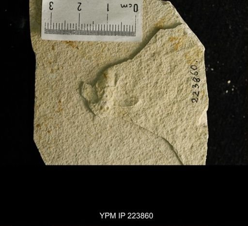 Actea sphinx