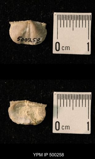 Mesolobus mesolobus decipiens