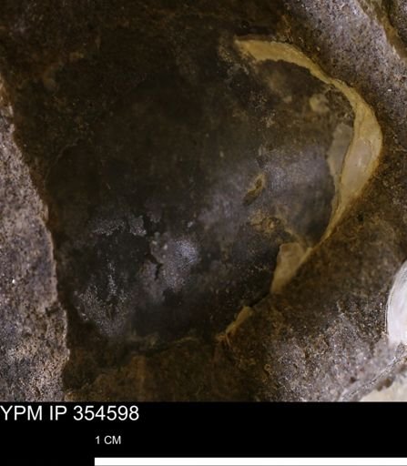 Pseudoptera subtortuosa