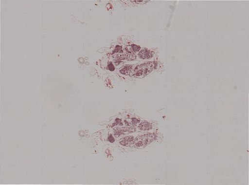 Rhopalosiphum nymphaeae