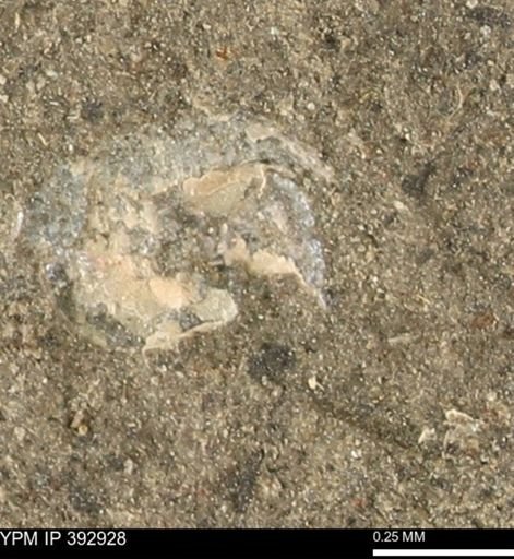 Scaphites sp.