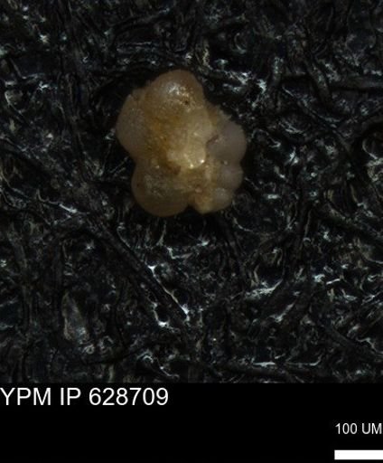 undet. Foraminiferida