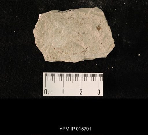 Hexapoda