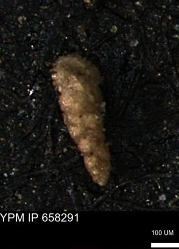 Verneuilinoides kansasensis