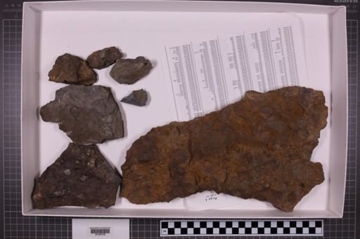 mixed taxa, stratigraphic collection