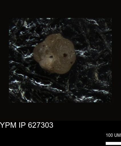 undet. Foraminiferida