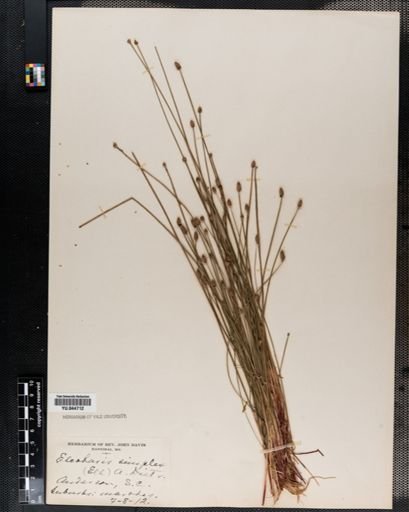Eleocharis