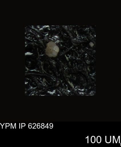 undet. Foraminiferida
