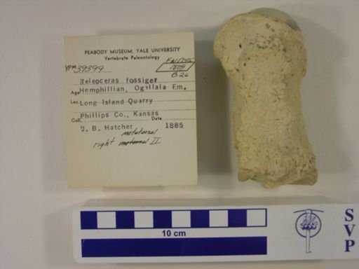 Teleoceras fossiger