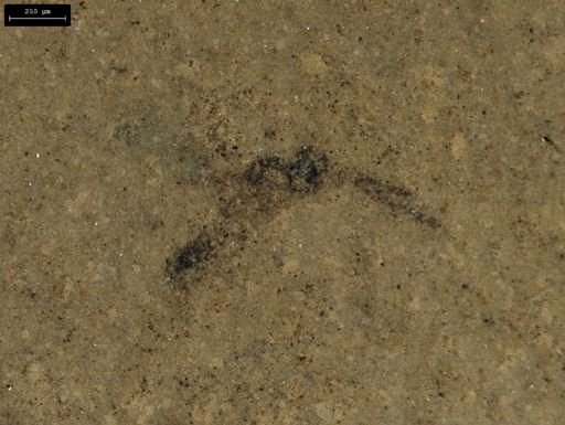 taxon undetermined