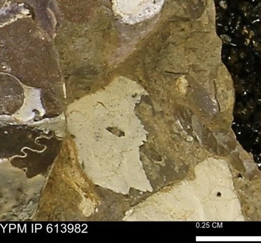 undet. Mollusca