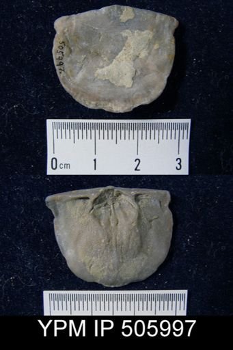 Strophomena sp.