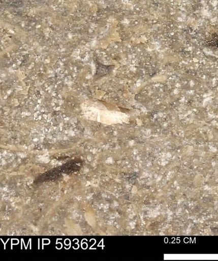 undet. Mollusca