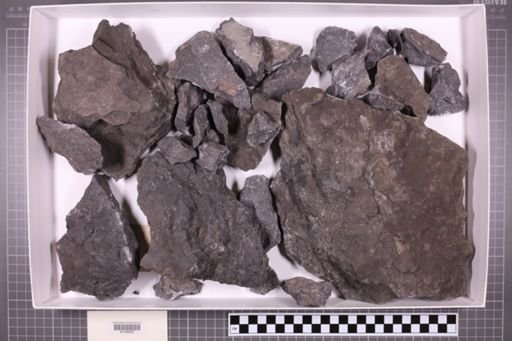 mixed taxa, stratigraphic collection