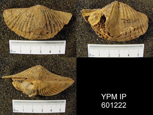 "Spirifer" intermedius