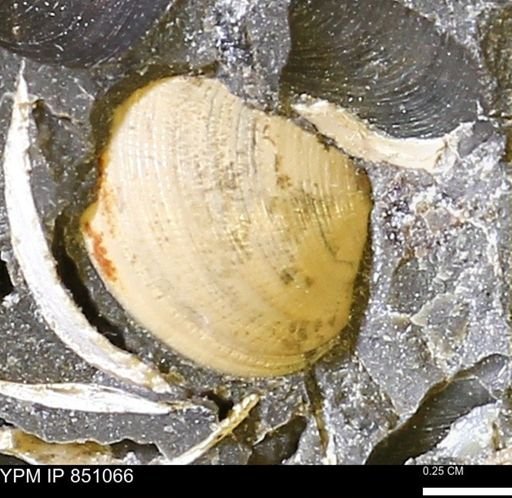 Limopsis striatopunctatus