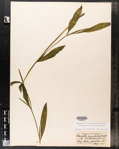 Potamogeton illinoensis