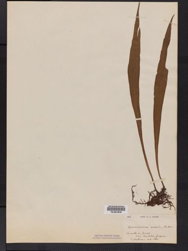 Polypodium
