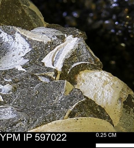 undet. Bivalvia