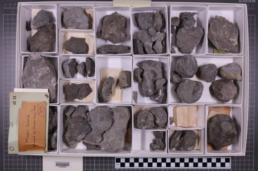 mixed taxa, stratigraphic collection