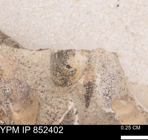 Limopsis striatopunctatus