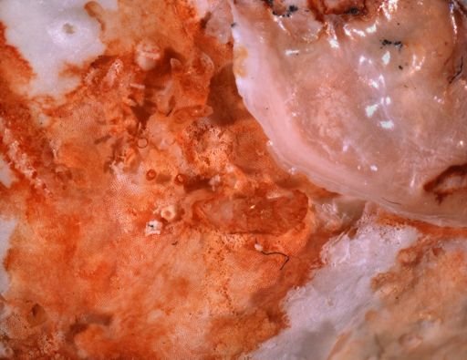 Tubulipora nr. pulchra