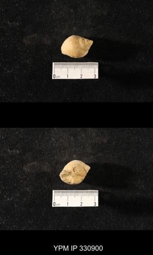 Sphaerodoma sp.