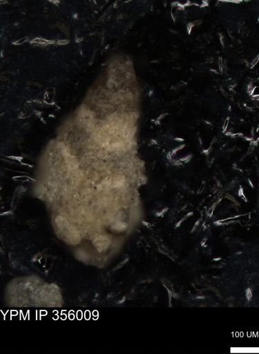 undet. Foraminiferida