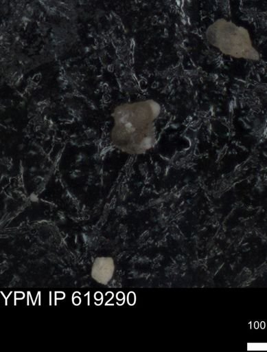 undet. Foraminiferida