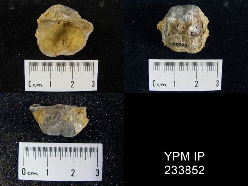 Marginifera splendens